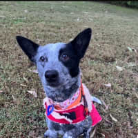 Photo of Shady   4 Year Old Cattle Dog