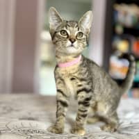 Photo of Lulu   In Foster Care In Templestowe 