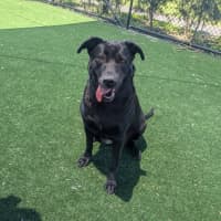 Photo of Leeloo Imp 2795