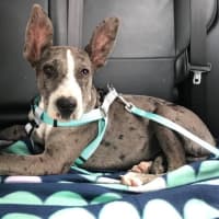 Photo of Huxley