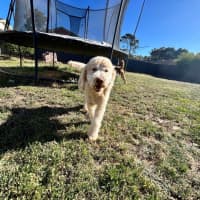 Photo of Patch And Stella Valenti