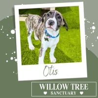 Photo of Otis