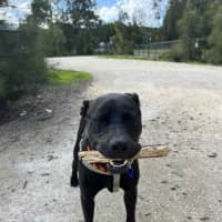 Photo of Boof   2 Year Old Labrador X Staffy