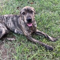 Photo of Uma (Lollie)