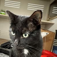Photo of Tomy   $50 Ringworm Foster To Adopt