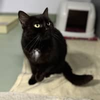 Photo of Salem