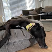 Photo of Danni, The Greyhound