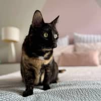 Photo of Bambi   In Foster Care In Macleod