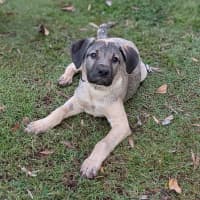 Photo of Bandit