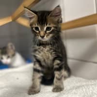 Photo of Papaya