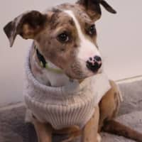 Photo of Lilla