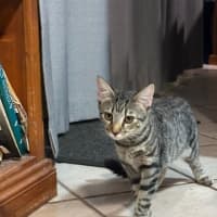 Photo of Smudge