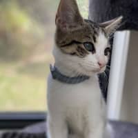 Photo of Ford (9196)