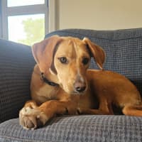 Photo of Lily   10 Month Old Beagle X Kelpie
