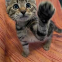 Photo of Savoury Pudding