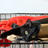 Photo of Apollo