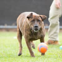 Photo of Rusty