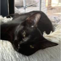 Photo of Polo