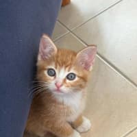 Photo of Finn