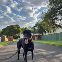 Photo of Egor, The Greyhound