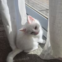 Photo of Chantilly (Was Sprinkles)