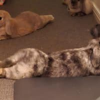 Photo of Celia / Ginger / Bonnie