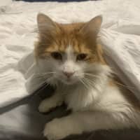 Photo of Nemo