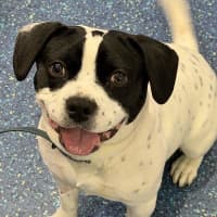Photo of Spot