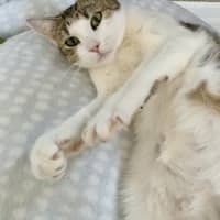 Photo of Blossom