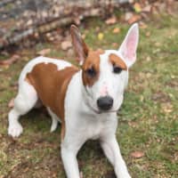 Photo of Penny