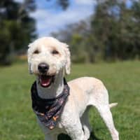 Photo of Popcorn