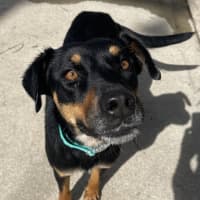 Photo of Kahlua