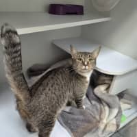 Photo of Cleopatra