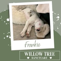 Photo of Frankie