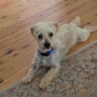 Photo of Bear   11 Month Old Maltese X