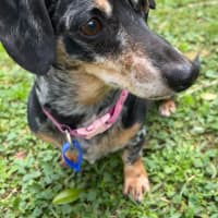 Photo of Dusty   7 Year Old Dachshund X