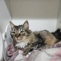 Photo of Clover