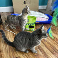 Photo of Harley   Now Available At Pe Tquarters Rutherford