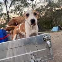 Photo of Honey (P13)