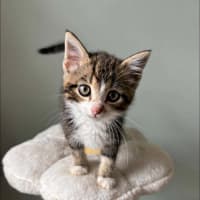 Photo of Gimli