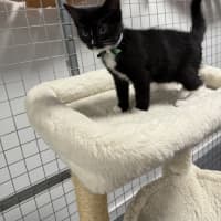 Photo of Muffin