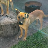 Photo of Carly *$350 Adoption Fee*