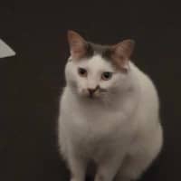 Photo of Tibby