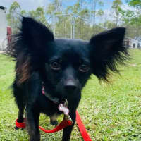 Photo of Missy