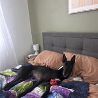 Photo of Bingo, The Greyhound