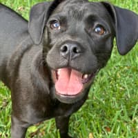 Photo of Pepper