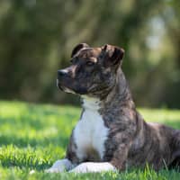Photo of Bindi