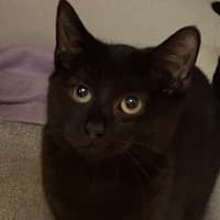 Photo of Diamond