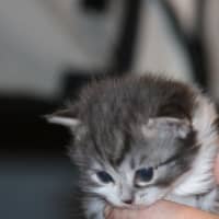 Photo of Moe