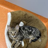Photo of Mozzie